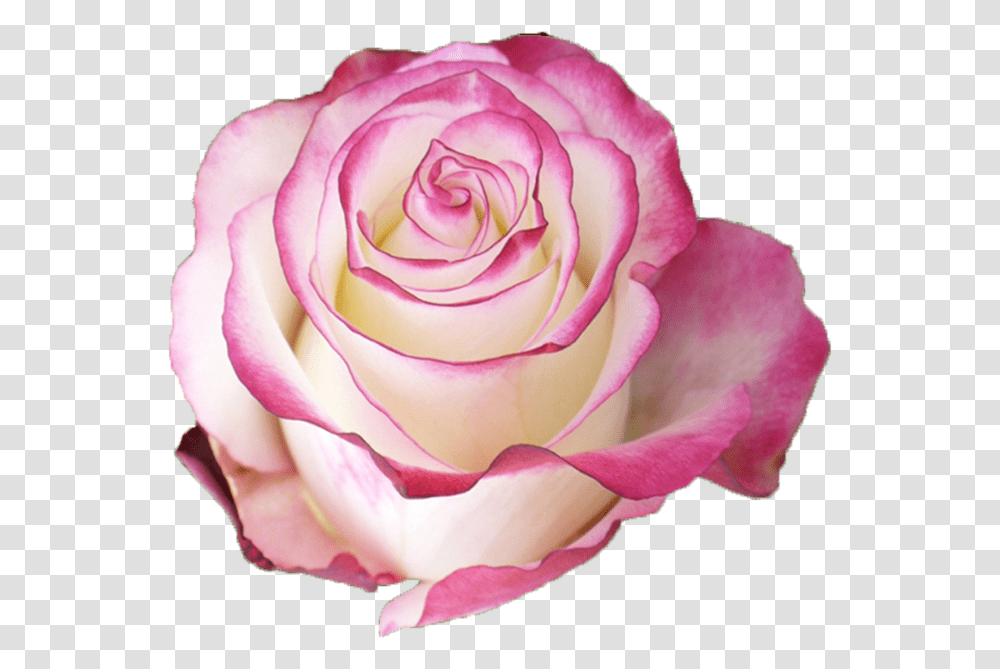 Sweetness Pink Rose With White Petals, Flower, Plant, Blossom, Spiral Transparent Png