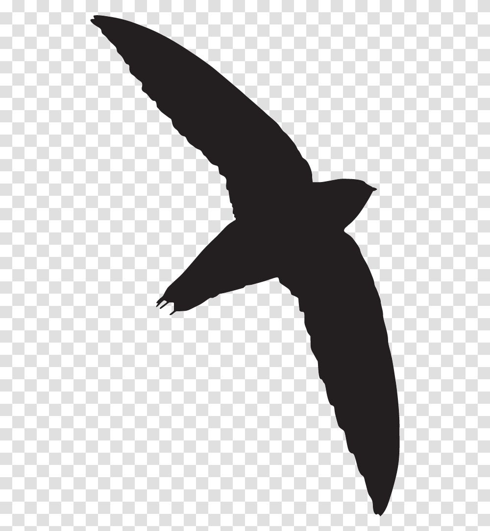 Swift Bird, Silhouette, Star Symbol Transparent Png