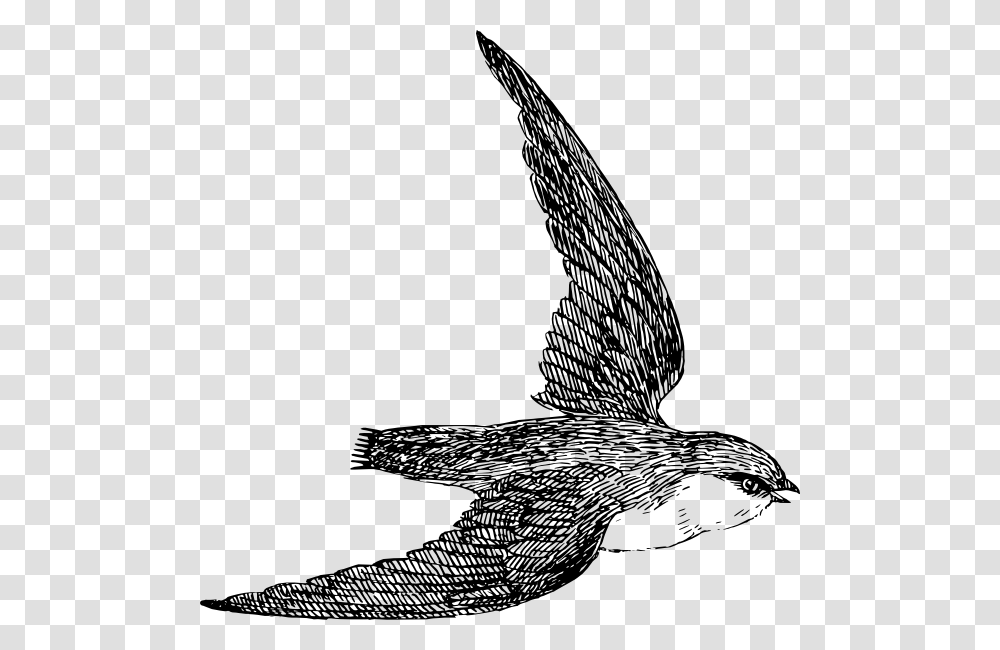 Swift Clip Art, Swallow, Bird, Animal, Flying Transparent Png