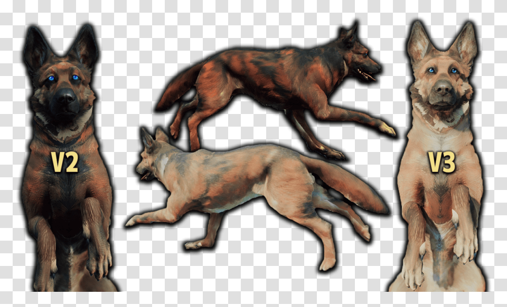 Swift Fox, Dog, Pet, Canine, Animal Transparent Png