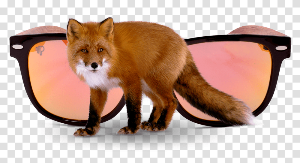 Swift Fox, Wildlife, Mammal, Animal, Dog Transparent Png