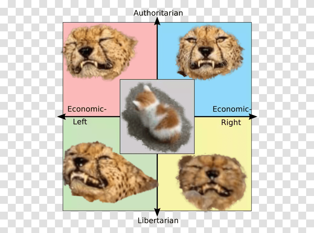 Swimming Cheetahs And No Talk Me Angry Cat Explain The Rage Against The Machine Political Compass, Rock, Animal, Mammal, Land Transparent Png