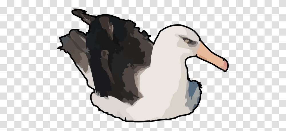 Swimming Duck 2 Clip Art, Bird, Animal, Albatross, Beak Transparent Png