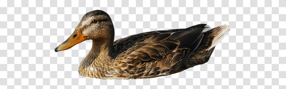 Swimming Duck Image Duck In Water, Bird, Animal, Waterfowl, Anseriformes Transparent Png