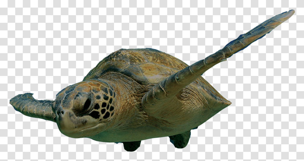 Swimming Turtle Clipart Turtle Swimming, Reptile, Sea Life, Animal, Sea Turtle Transparent Png