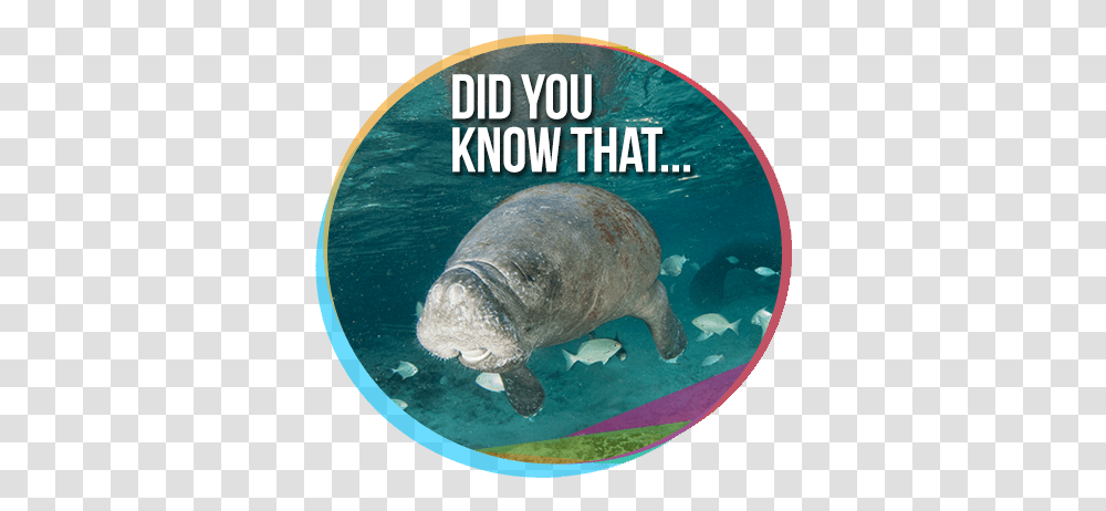 Swimming With Dolphins News By Dolphin Discovery Formed Org, Mammal, Animal, Manatee, Bear Transparent Png