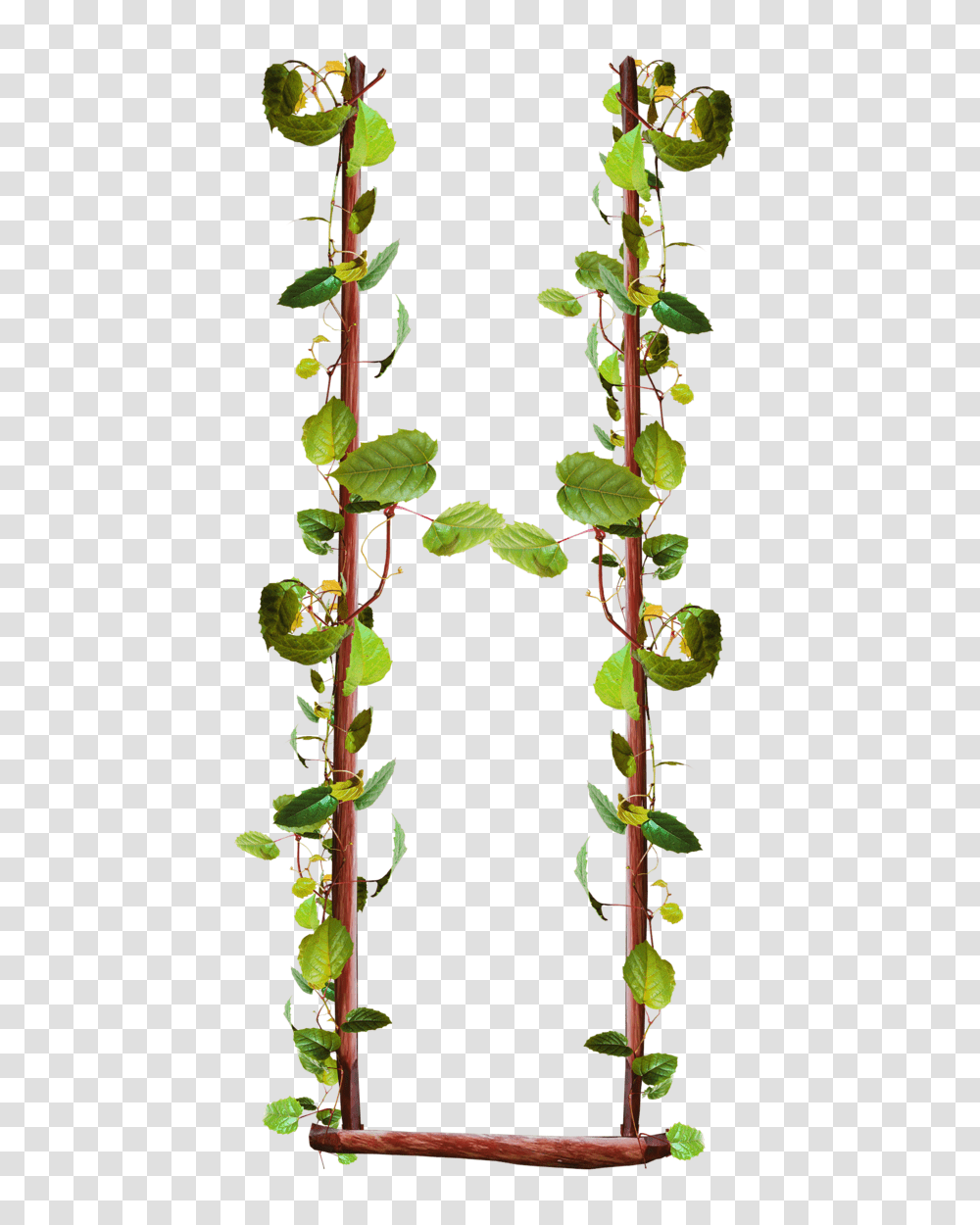 Swing, Furniture, Plant, Acanthaceae, Flower Transparent Png