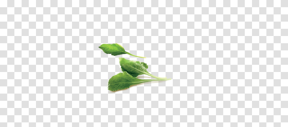 Swiss Chard Cubes, Plant, Vegetable, Food, Spinach Transparent Png