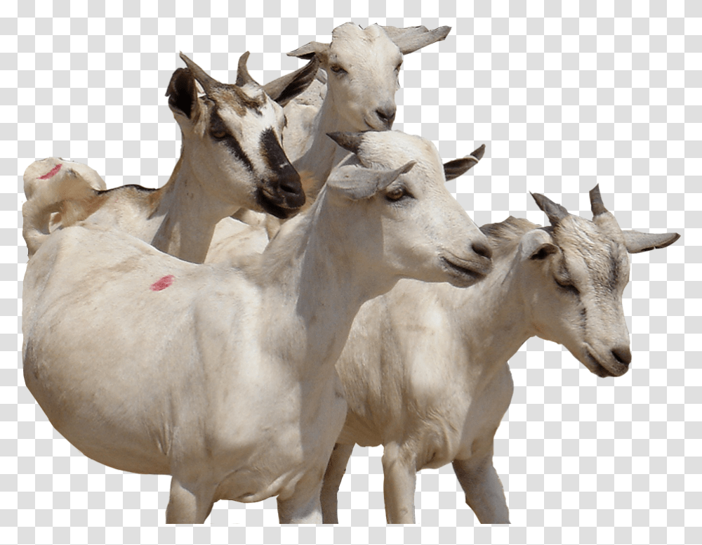 Swiss Francs E Goat, Mammal, Animal, Bull, Cow Transparent Png