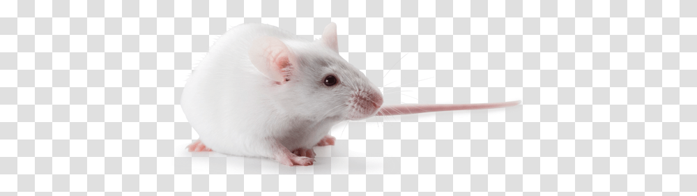 Swiss Webster Outbred Mice Hsdnd4 Rat, Rodent, Mammal, Animal, Pet Transparent Png