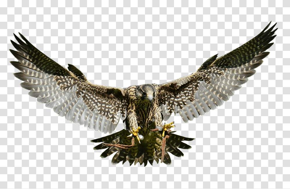 Swooping Falcon Image Falcon, Hawk, Bird, Animal, Buzzard Transparent Png