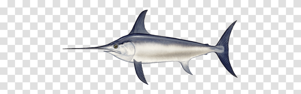 Swordfish 4 Image Swordfish, Animal, Sea Life, Shark, Tuna Transparent Png