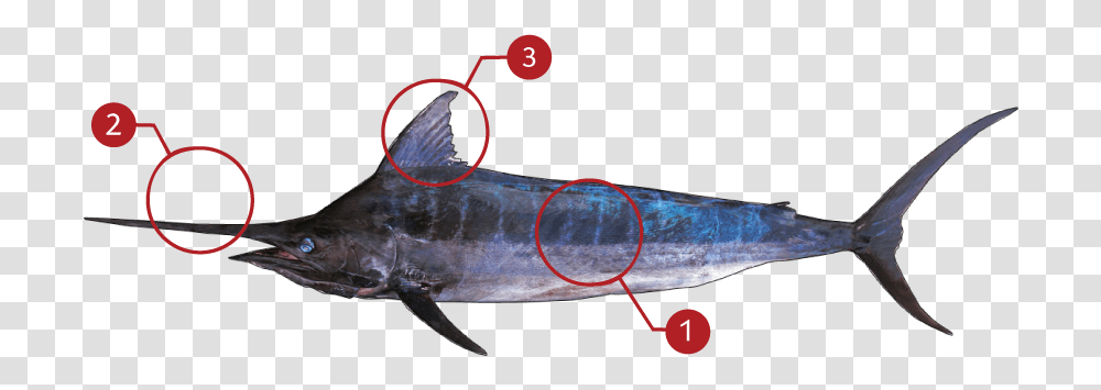 Swordfish, Animal, Sea Life, Tuna Transparent Png