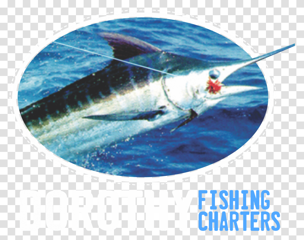 Swordfish, Animal, Tuna, Sea Life, Jacuzzi Transparent Png