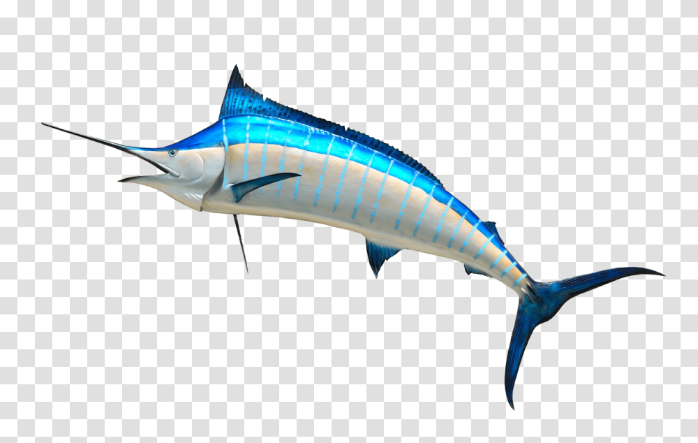 Swordfish Clipart Clip Art, Sea Life, Animal, Tuna Transparent Png