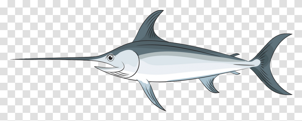 Swordfish, Tuna, Sea Life, Animal, Shark Transparent Png