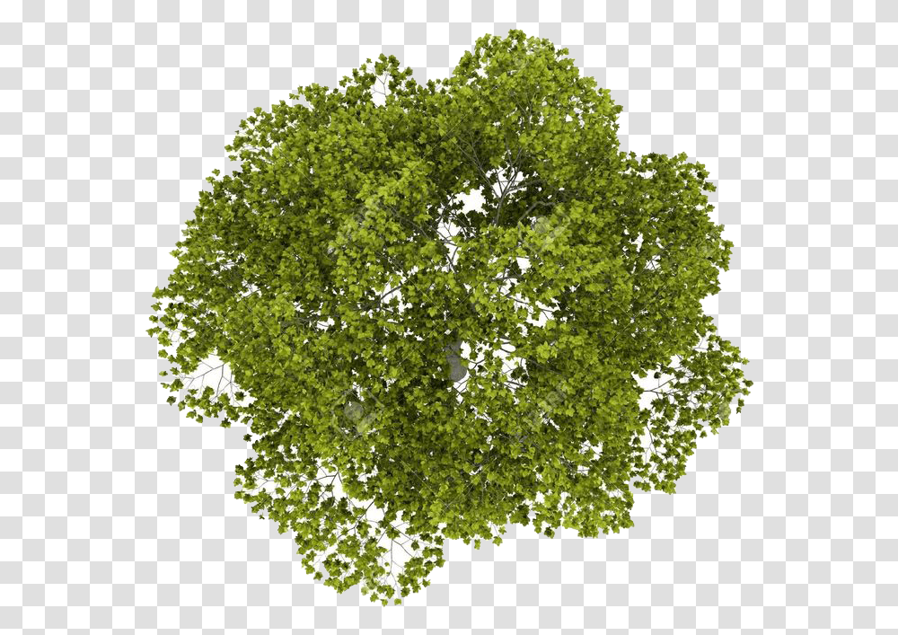Sycamore Leaf Clipart Tree Top, Plant, Oak, Maple, Moss Transparent Png