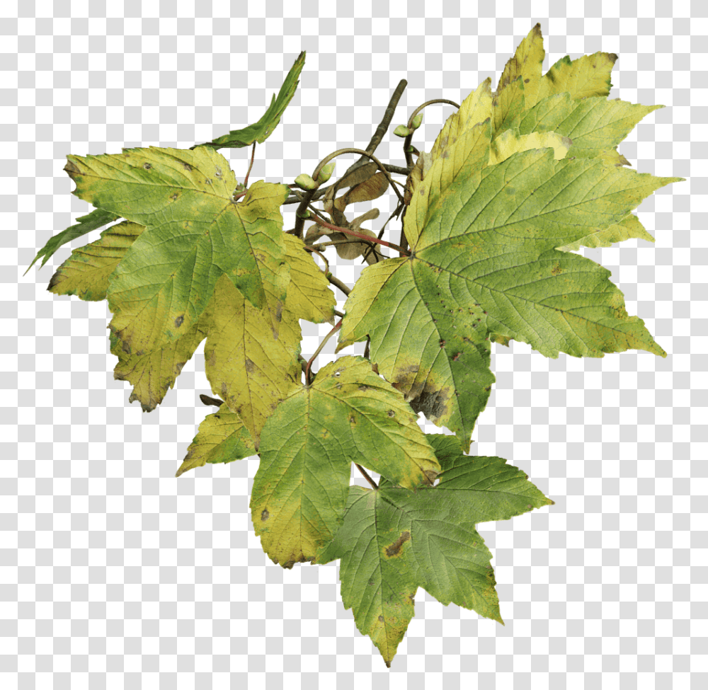 Sycamore Leaf, Plant, Tree, Maple, Oak Transparent Png
