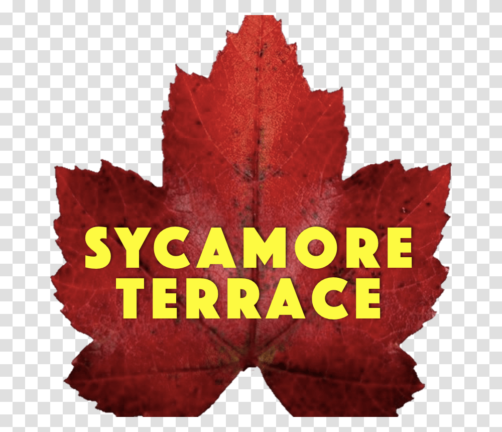 Sycamore Terrace Theatre Royal, Leaf, Plant, Tree, Maple Leaf Transparent Png