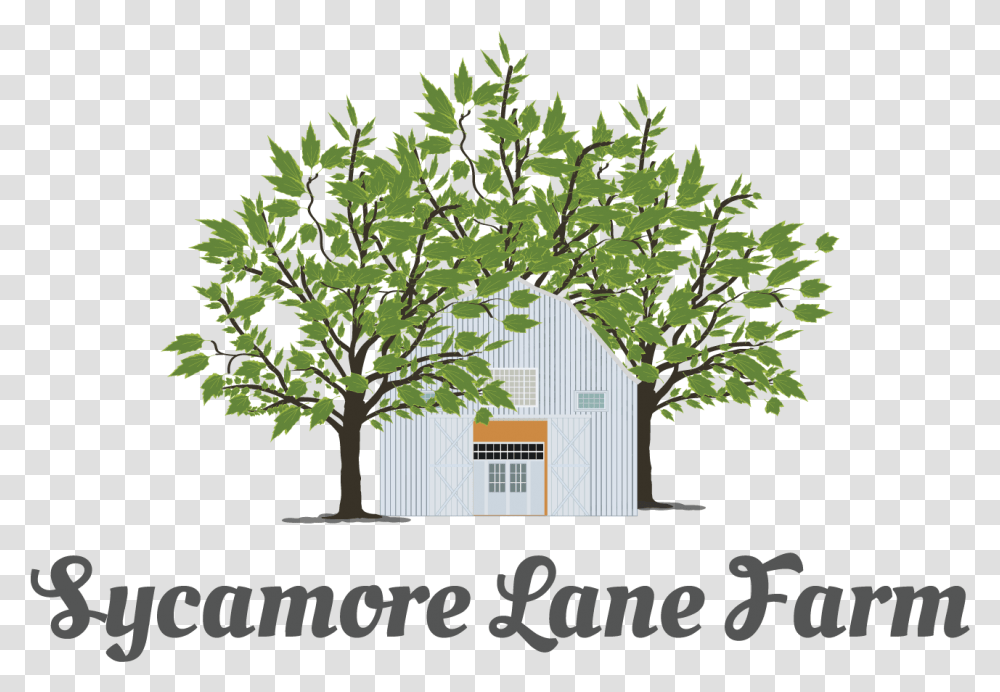 Sycamore Tree Faezeh Name, Plant, Leaf, Cottage, House Transparent Png