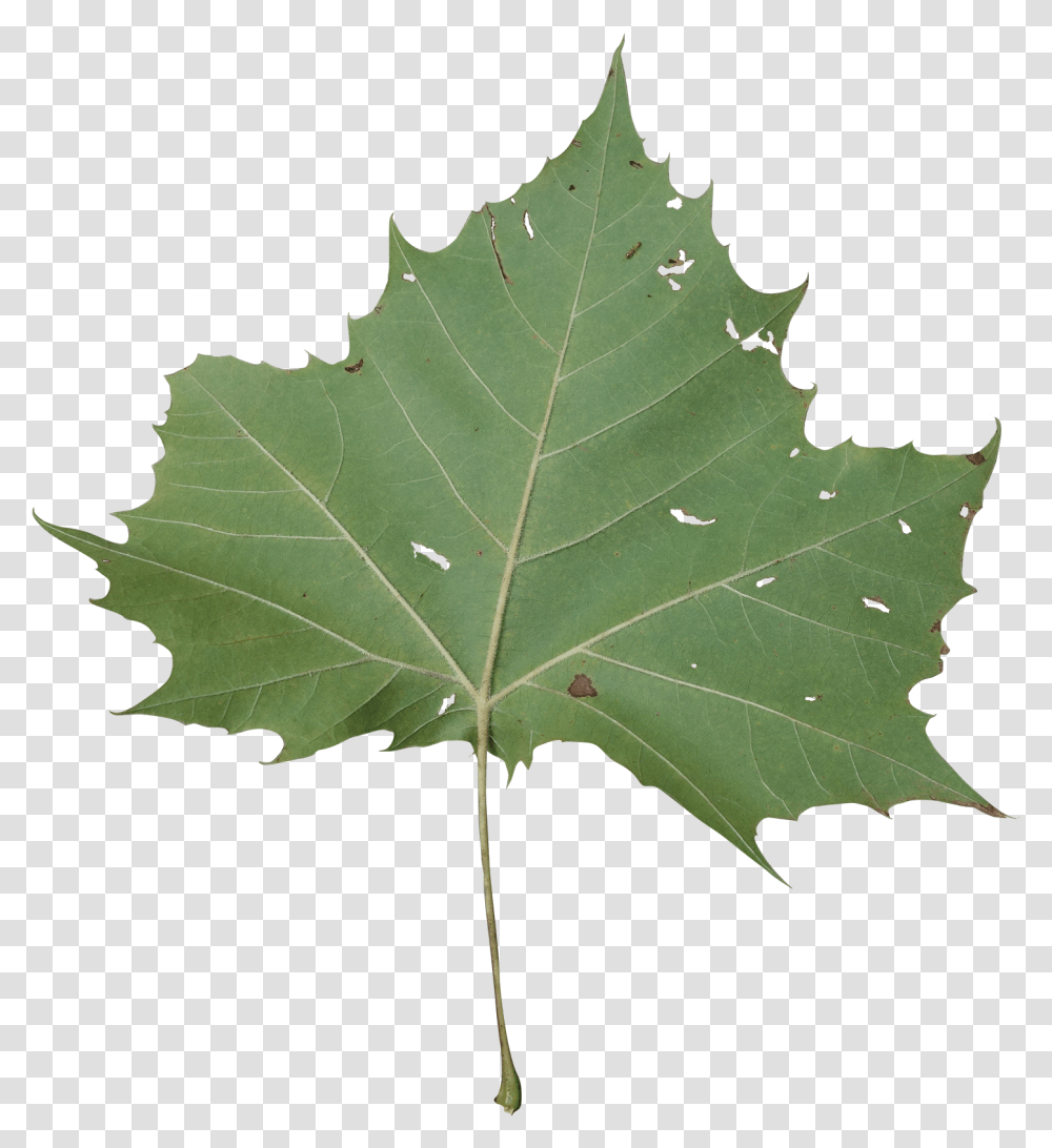 Sycamore Tree Leaf Leafpng Maple Leaf, Plant, Person, Human, Veins Transparent Png