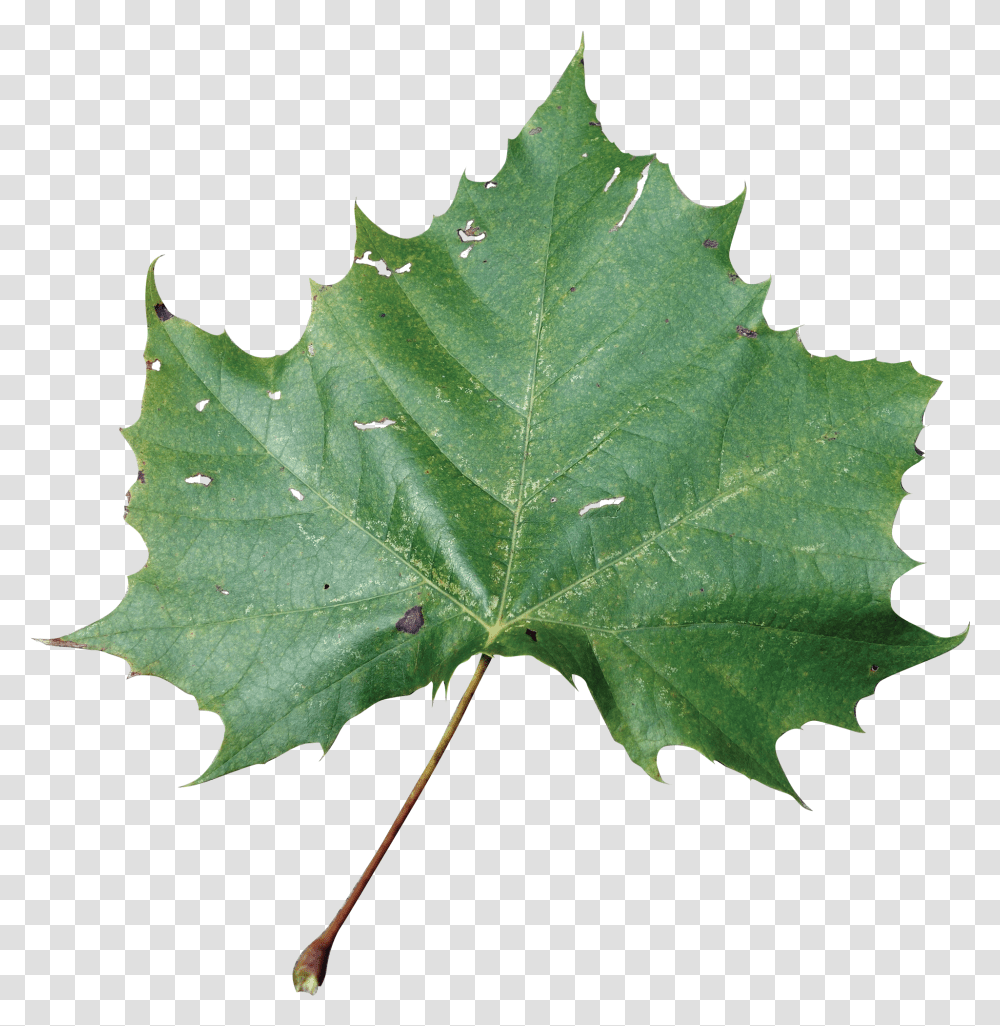 Sycamore Tree Leaf Leafpng Rose Leaves, Plant, Maple, Person, Human Transparent Png