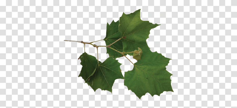 Sycamore Tree Leaf Sycamore Tree Leaf Images, Plant, Maple, Maple Leaf, Oak Transparent Png
