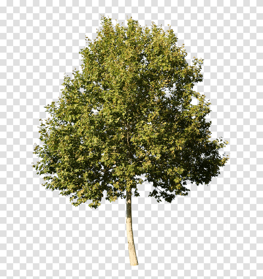 Sycamore Tree No Background, Plant, Oak, Maple, Tree Trunk Transparent Png