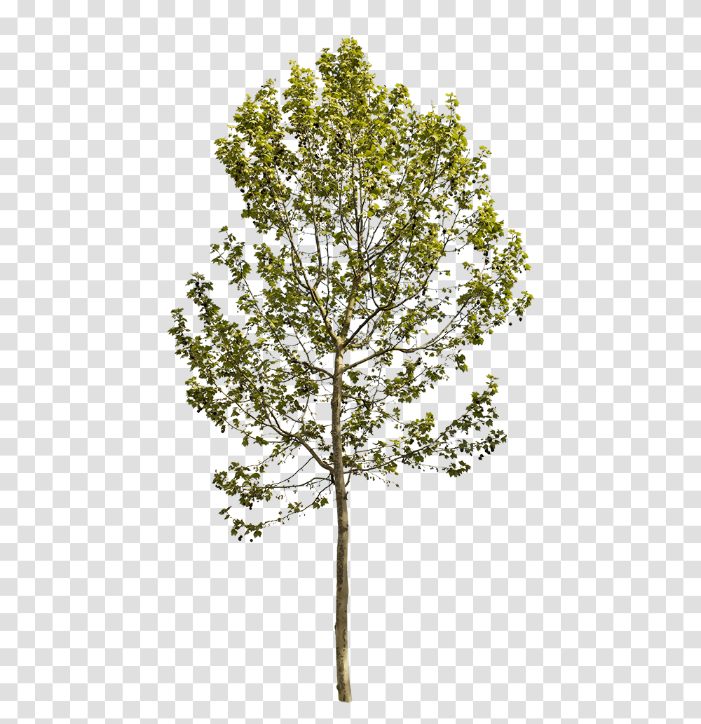 Sycamore Tree Platanus Occidentalis, Plant, Cross, Tree Trunk Transparent Png