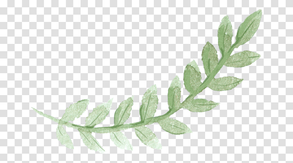 Sydney Leaves Watercolor Green Pancake Brunch Painting Green Leaves Watercolor, Leaf, Plant, Grass, Aloe Transparent Png