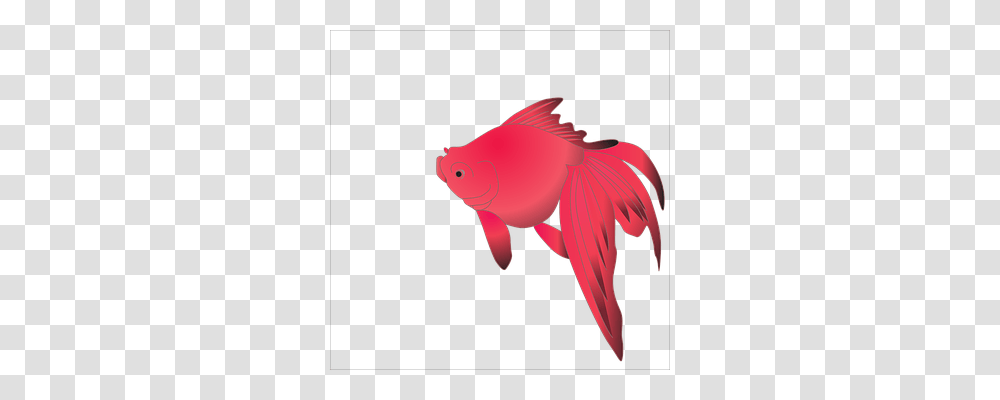 Symbol Nature, Goldfish, Animal Transparent Png