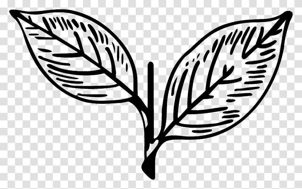 Symbol Of All India Anna Dravida Munnetra Kazhagam, Leaf, Plant, Stencil, Banana Transparent Png