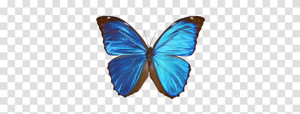 Symbole Zoo, Butterfly, Insect, Invertebrate, Animal Transparent Png