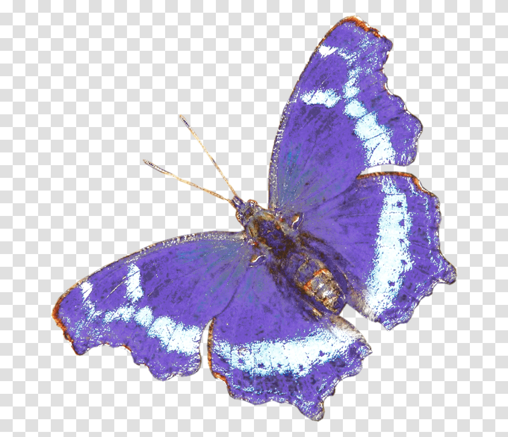 Symbols For Life After Death, Butterfly, Insect, Invertebrate, Animal Transparent Png