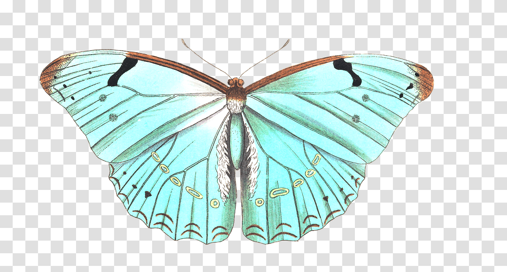 Symbols Of Mother Teresa, Butterfly, Insect, Invertebrate, Animal Transparent Png