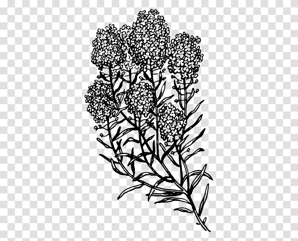 Symmetrymonochrome Photographypetal Black And White Herb, Gray, World Of Warcraft Transparent Png