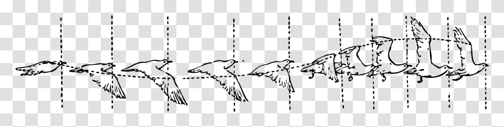 Symmetrymonochrome Photographytext Animate A Flying Bird, Gray, World Of Warcraft Transparent Png