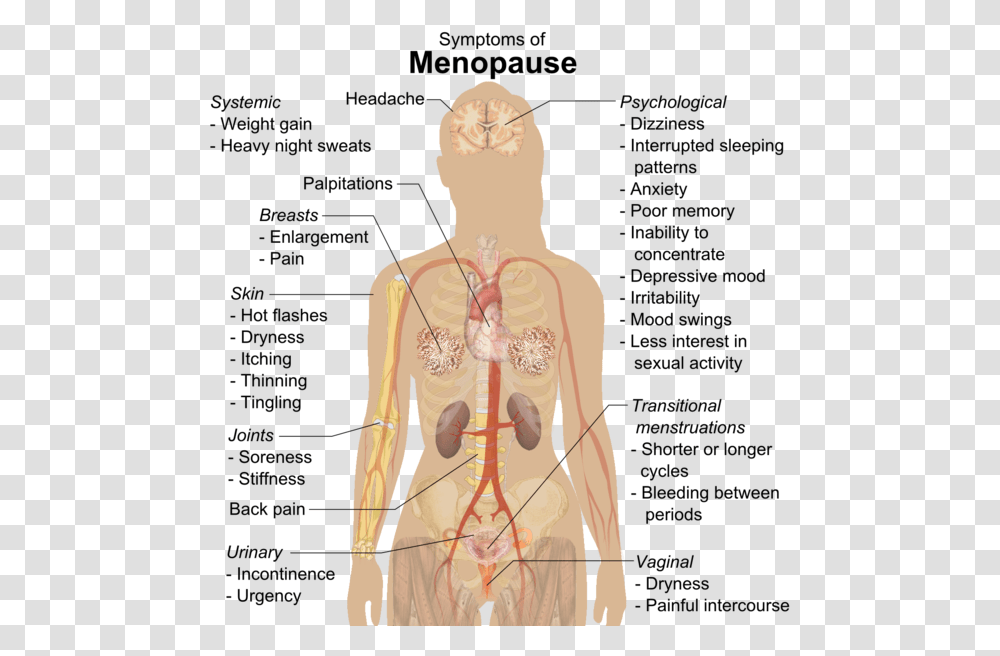 Symptoms Of Menopause Science Parts Of The Body, Plot, Person, Human, Diagram Transparent Png