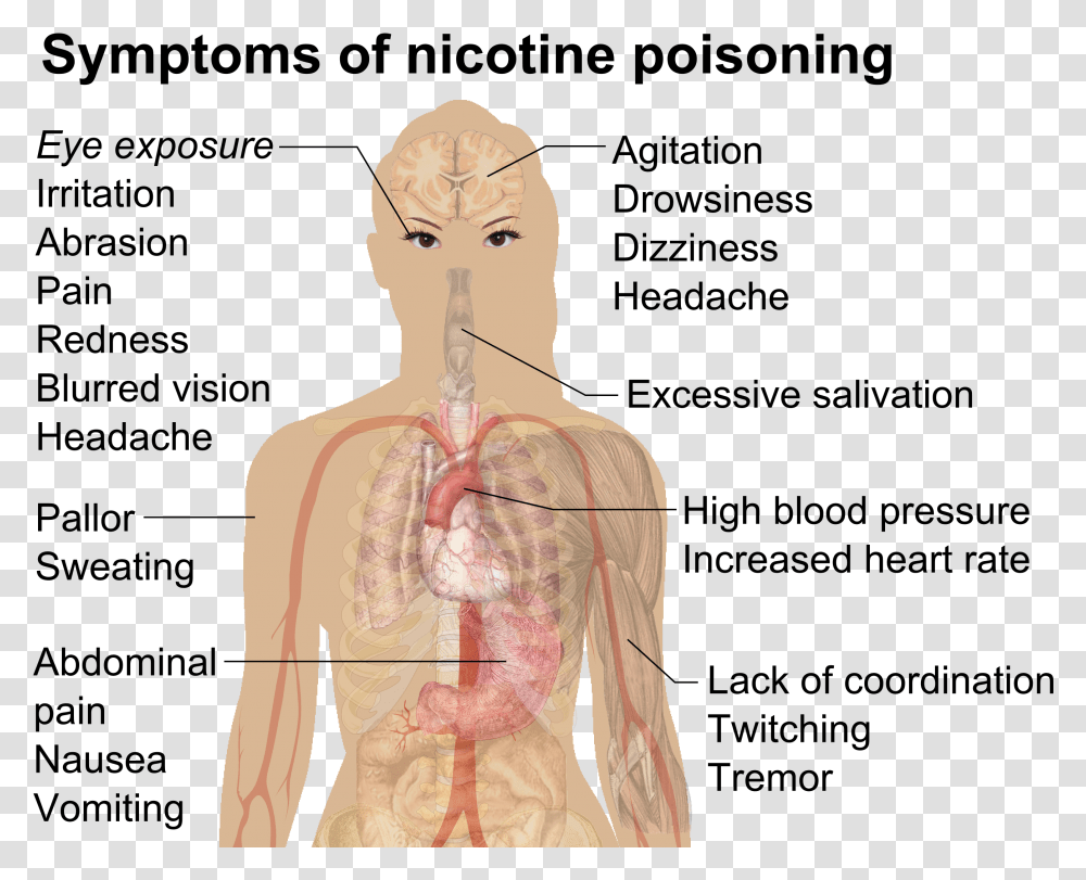 Symptoms Of Nicotine Poisoning Nicotine Poisoning, Plot, Person, Human, Torso Transparent Png