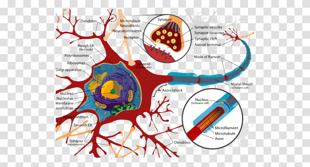 Synapse Clipart Neuron Inside A Nerve Cell, Poster, Advertisement Transparent Png