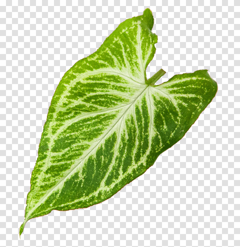 Syngonium Glo Go Xanthosoma, Leaf, Plant, Veins, Vegetation Transparent Png