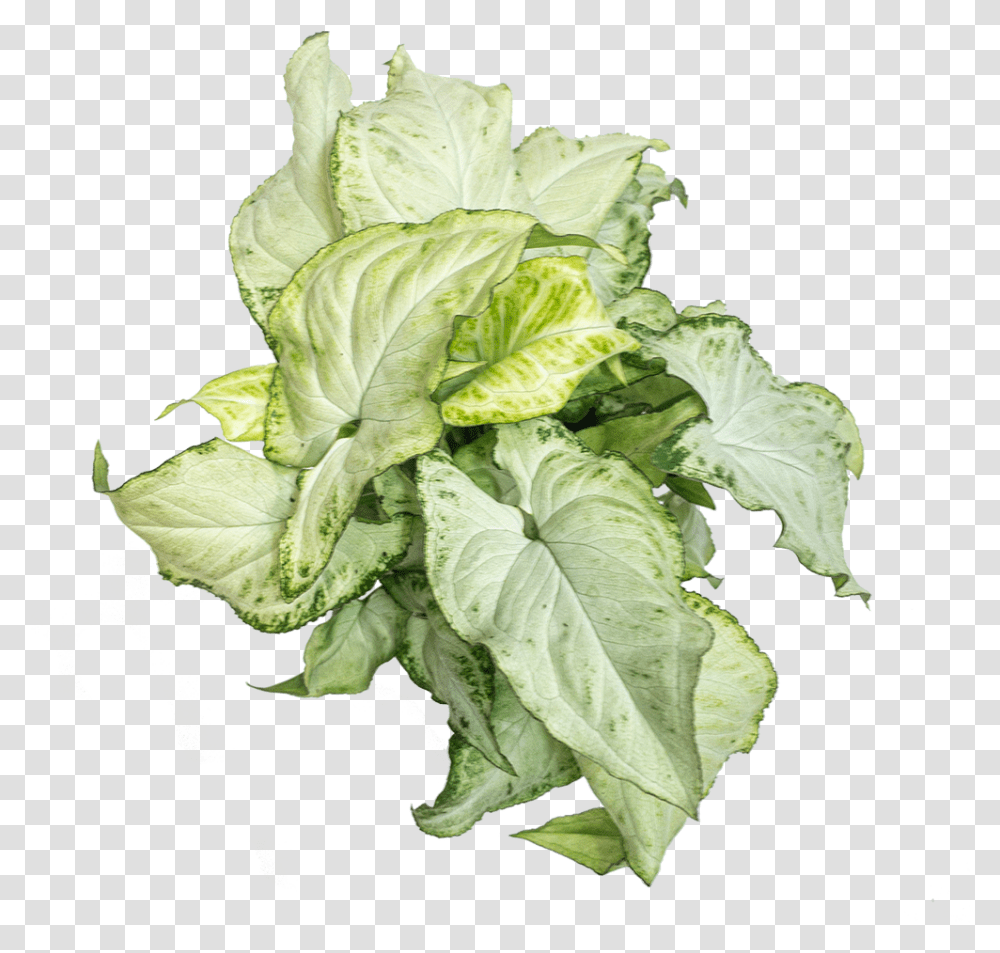 Syngonium Holly, Plant, Leaf, Potted Plant, Vase Transparent Png