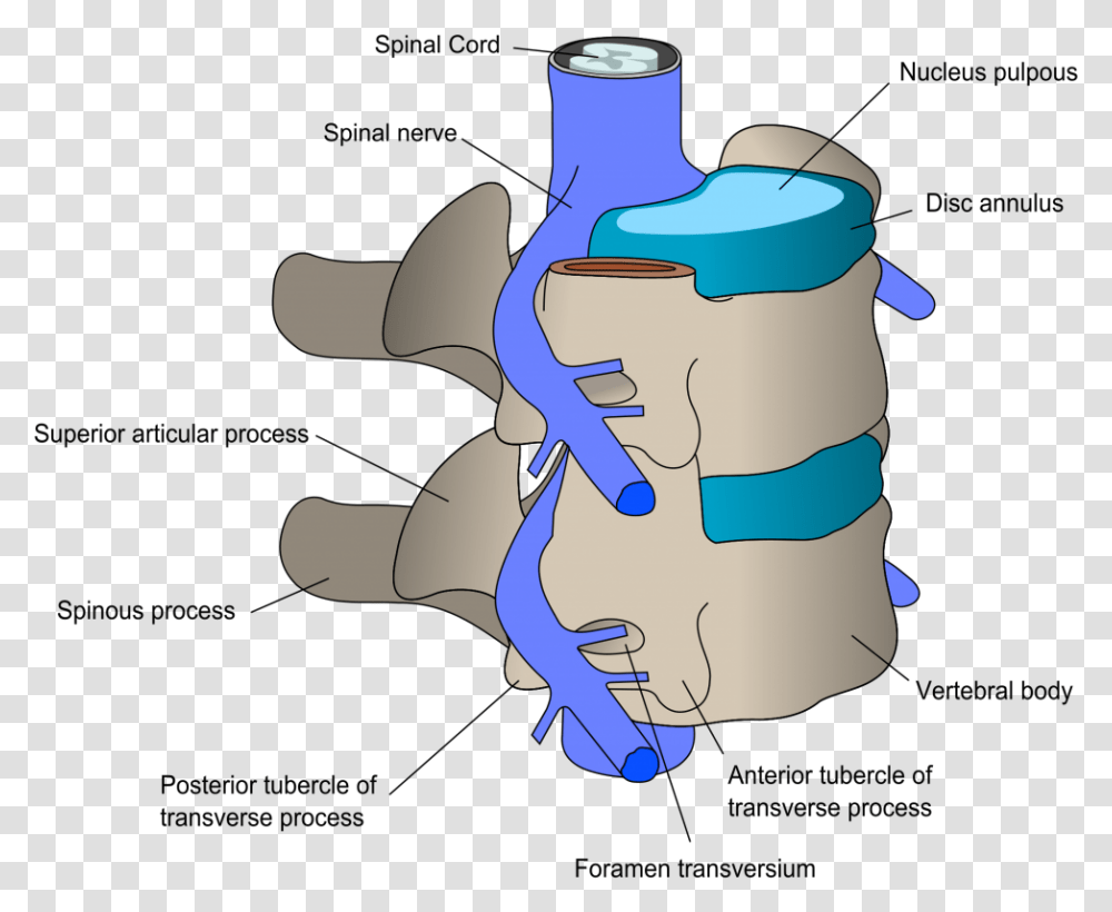 Synovial Joint Of Vertebral Column, Plot, Injection, Diagram, Cylinder Transparent Png