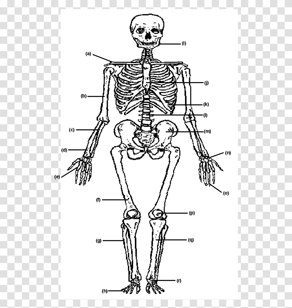 Systeme Musculo Squelettique Pdf, Skeleton Transparent Png