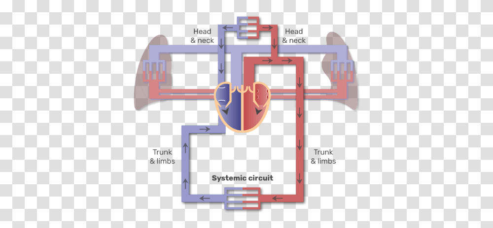 Systemic Circuit Animation Slide Major Blood Vessels Diagram, Plumbing, Plot, Alphabet Transparent Png