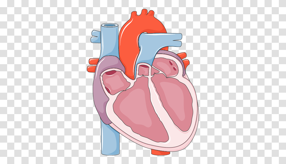 Systolic Heart Failure Systolic Heart Failure, Stomach, Mouth, Lip, Neck Transparent Png