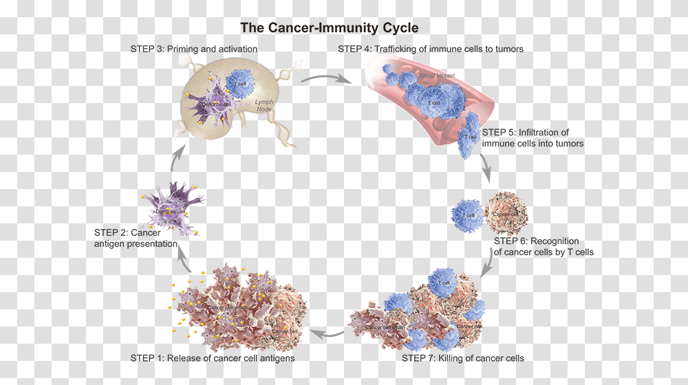 T Cell Trafficking To Tumor, Paper, Furniture Transparent Png