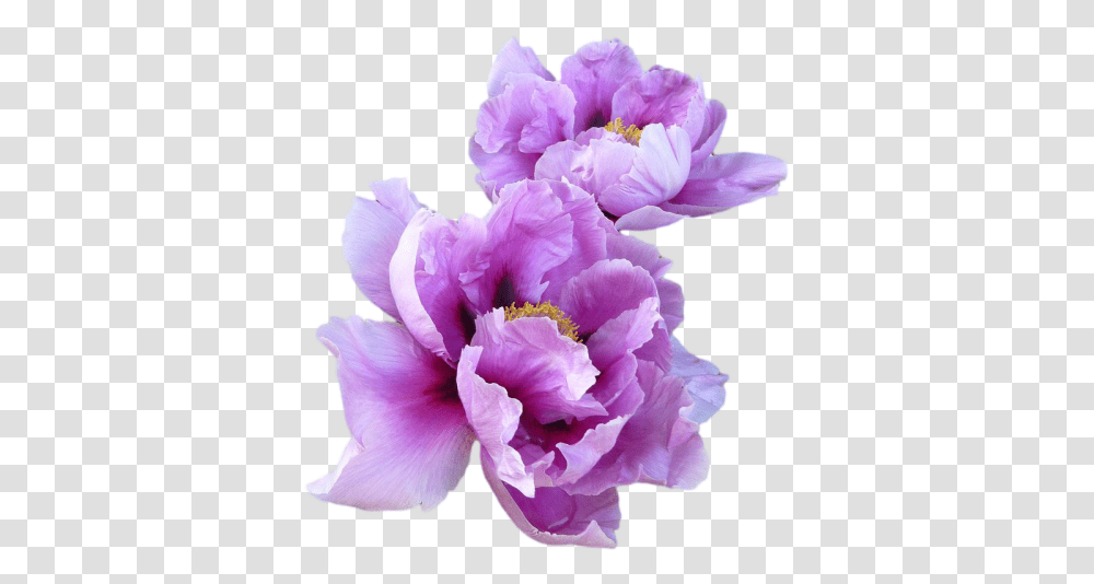 T Purple Flowers Aesthetic, Plant, Blossom, Geranium, Petal Transparent Png