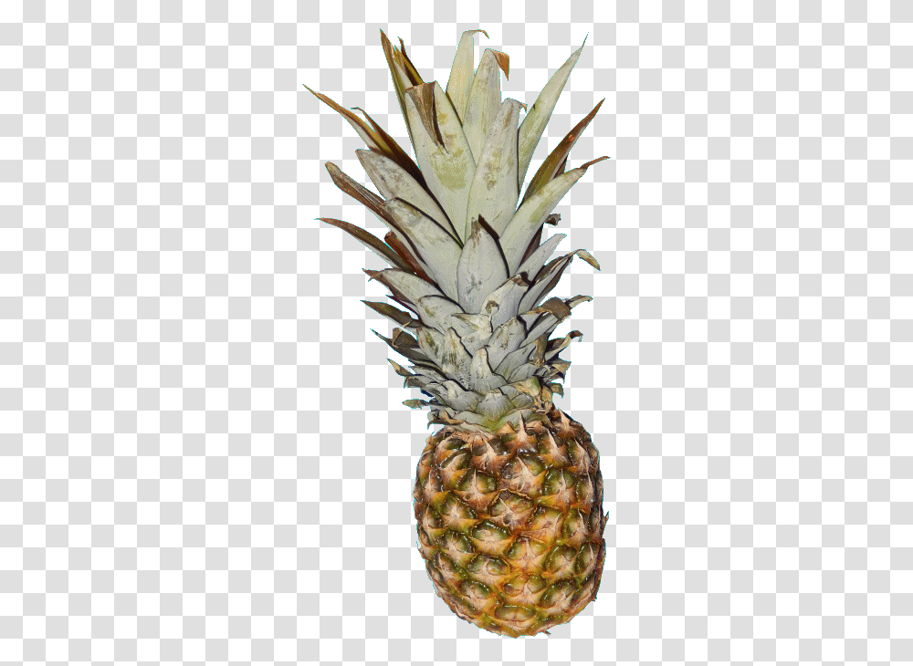T R A N S P E Pineapple Pictures And The Gif By Me Sticker Describe Yourself Describe Of Pineapple Fruit, Plant, Food Transparent Png