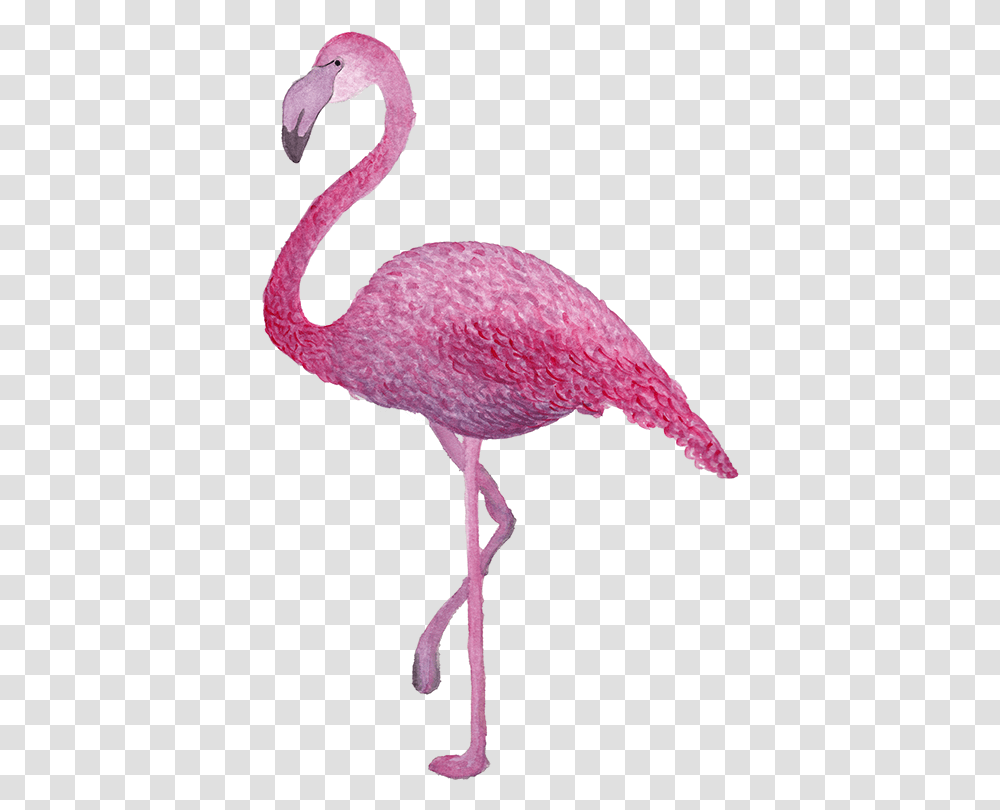 T R O P I C A L N K Animal Figure, Bird, Flamingo Transparent Png
